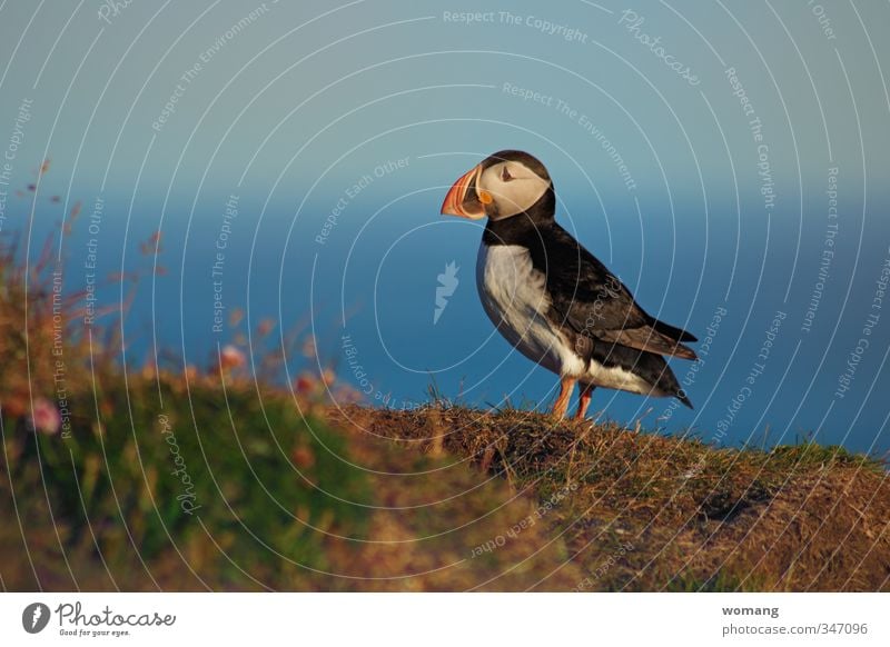 midnight stroll Nature Landscape Plant Animal Water Sky Horizon Grass Coast Bird Puffin 1 Looking Illuminate Wait Exotic Beautiful Blue Brown Green Orange Black