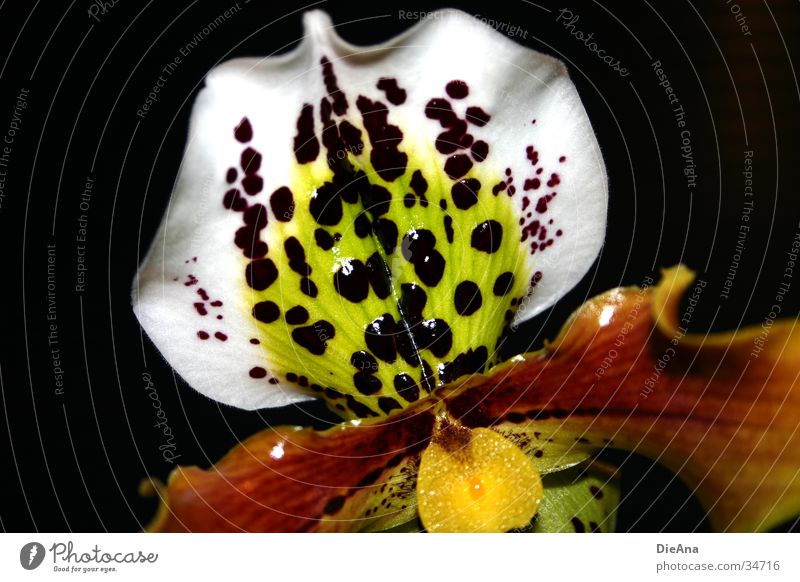 Dotty Dark Nature Flower Orchid Blossom Yellow Violet Orange Red White Dappled Houseplant Magenta Point Patch Pistil blossoms dotty Colour photo Interior shot