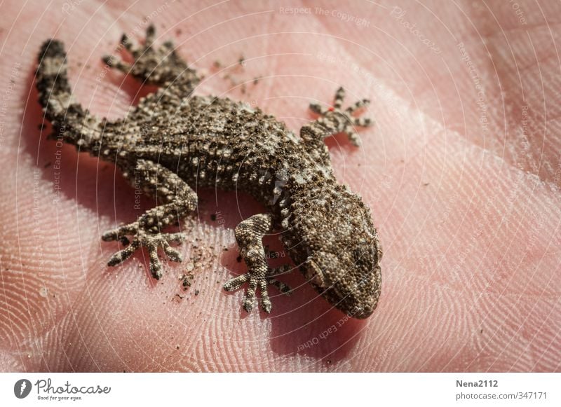 Mini Gecko... Environment Nature Animal Beautiful weather 1 Looking Wait Reptiles Southern Sunbathing Small Hand Colour photo Exterior shot Close-up Detail