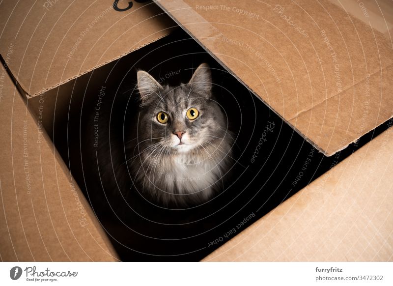 cute Maine Coon cat sits in a cardboard box and looks into the camera Cat One animal indoors pets purebred cat Longhaired cat blue blotched Gray White Pelt