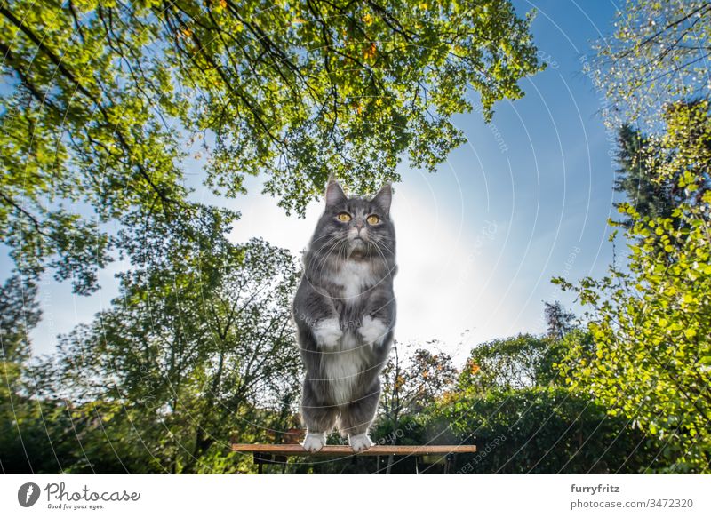 blue tabby maine coon cat with white paws jumping away from table outdoors in nature on a sunny day with clear sky one animal plants leaves front or backyard