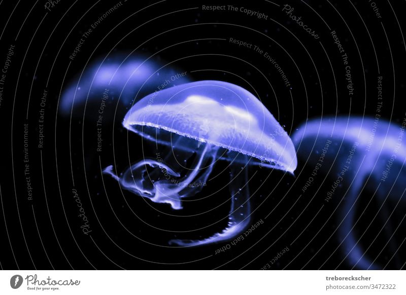 common moon jellyfish with purple coloration sea water ocean underwater nature animal aquarium marine wildlife creature blue aquatic deep glowing transparent