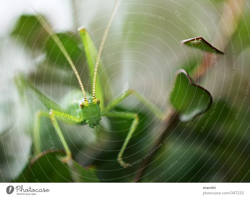 my friend Flip Animal Wild animal 1 Green Locust Leaf Nature Feeler Small Claustrophobia Shallow depth of field Hop Beautiful Colour photo Interior shot