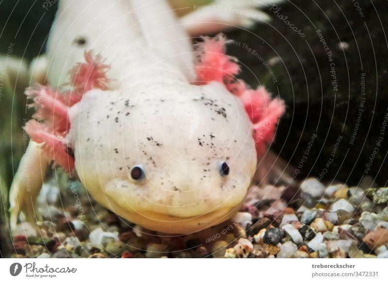 leucist axolotl with black eyes and pink external gills animal salamander nature mexican aquarium white water underwater amphibian ambystoma aquatic mexicanum