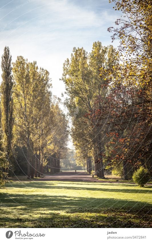 park, almost deserted, distance required. Park Tree Nature Green Autumn Deserted Environment Exterior shot keep sb./sth. apart To distance Colour photo gap