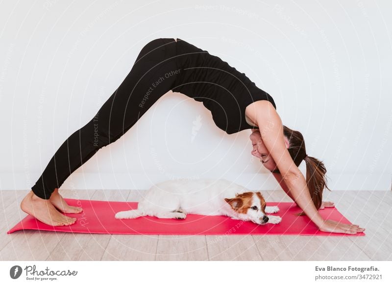 young woman at home doing yoga on a mat. cute small dog besides. healthy lifestyle concept praying pet jack russell together sport exercise female body indoor