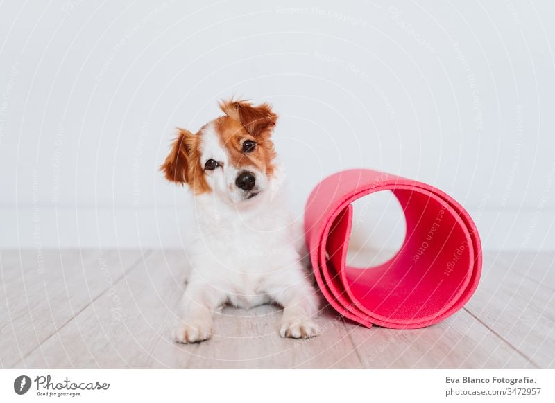 cute small jack russell dog lying on a yoga mat at home. Healthy lifestyle indoors woman pet together sport exercise healthy female body relaxation slim friends