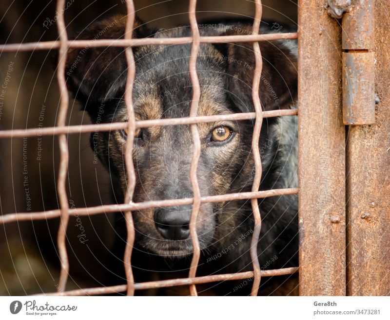 mongrel dog in a cage close up adopt adopted adoption animal bars bastard cell cross crossbreed cur demi-sang dolorous dreary grid half-blood half-breed haven