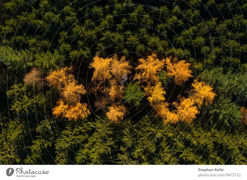 Aerial perspective of autumn forest with green and yellow colored trees. aerial fall drone copter contrast nature travel scenic beautiful natural colorful