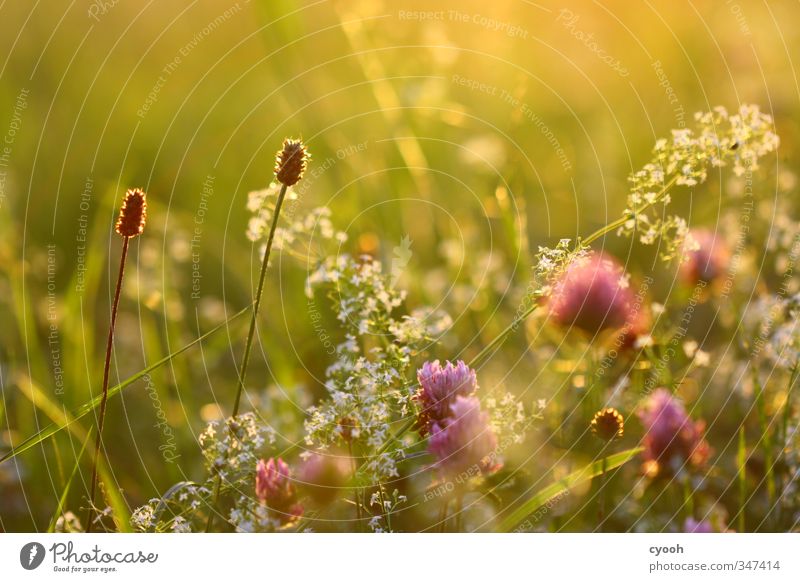 golden light Nature Summer Beautiful weather Warmth Flower Grass Wild plant Garden Meadow Field Blossoming Fragrance To enjoy Illuminate Dream Bright Soft