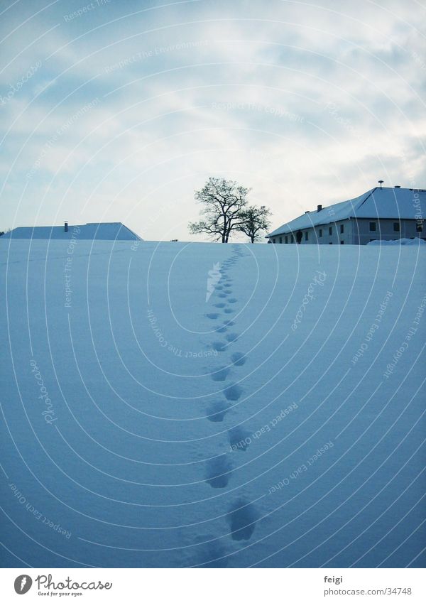 Tracks in the snow Winter Tree Farm Mountain Snow To go for a walk