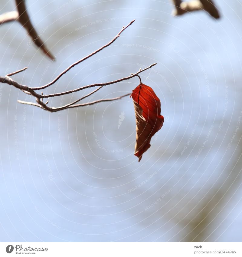 autumnal leaf hanging from a branch Autumn flaked foliage Autumn leaves Branch Lake Blue Gray Nature tree Autumnal Autumnal colours Twigs and branches Plant