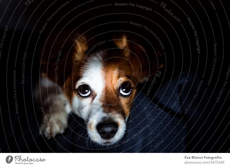 young woman at home using mobile phone. cute jack russell dog lying with her. Night time night screen dark pet relax together love friendship technology