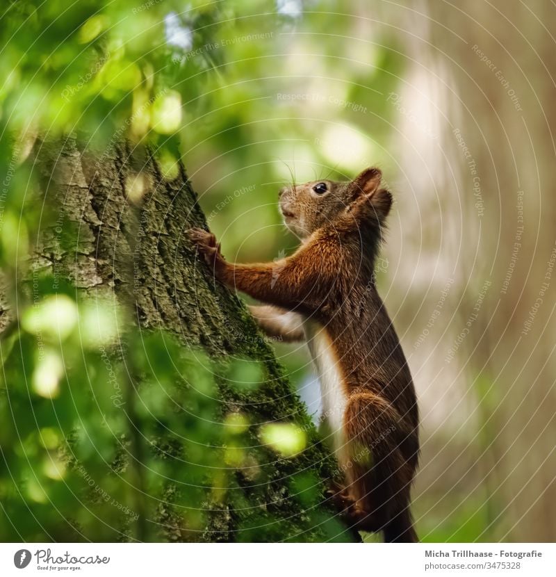 Squirrels in warm sunlight sciurus vulgaris Animal portrait Animal face Head Pelt Ear eyes Nose Muzzle paws Warmth Beautiful weather Tree sunshine Sunlight