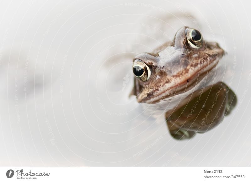 Frog from a bird's eye view Environment Nature Animal Water Spring Summer Climate Garden Park Field Forest Pond Lake Animal face 1 Breathe Hang