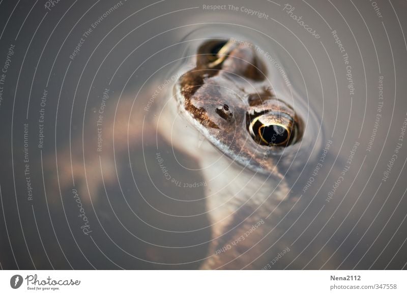 Cheer up! Environment Nature Animal Water Pond Lake Frog Animal face 1 Breathe Hang Swimming & Bathing Eyes Painted frog Looking Colour photo Exterior shot