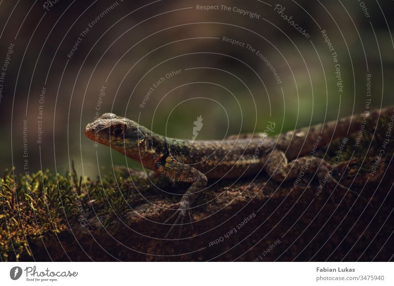 Lizard on stone with moss lizard Stone Moss Forest Nature Exterior shot Reptiles Colour photo Close-up Green