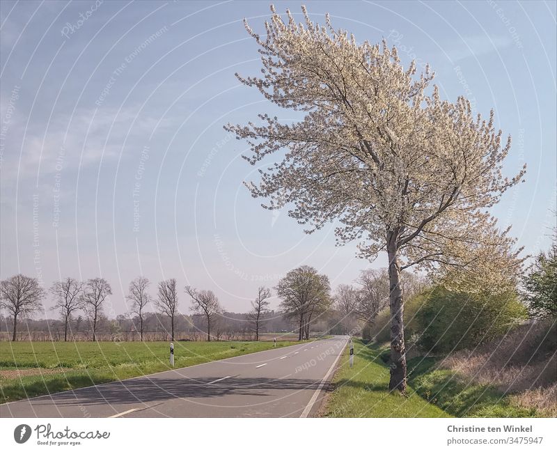 200 / Quiet country road in the sunshine with flowering tree Country road Deserted trees Street Lanes & trails Traffic infrastructure Landscape Day Transport