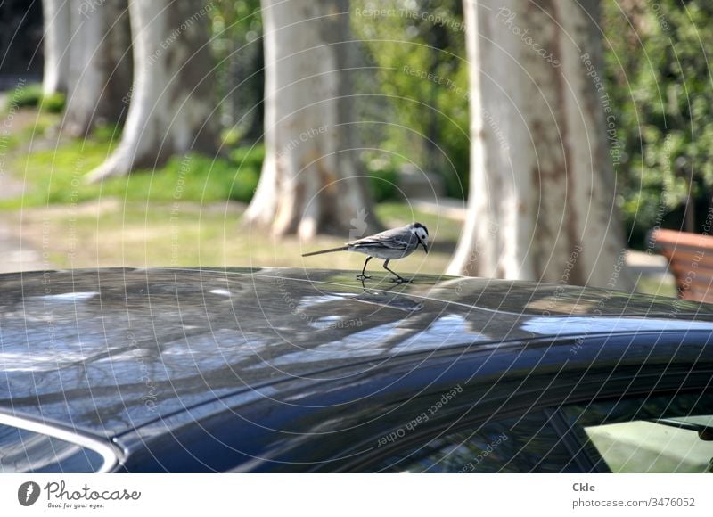 When the car had a bird Bird motor vehicle Car Roof Car roof Passenger Visitor Animal Colour photo Exterior shot Transport Vehicle Street explorers