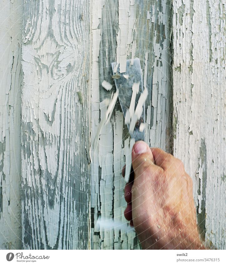 The squirrel laboriously feeds labour Hand putty knife scrape off Colour Flake off Diligent observantly Tiring tedious Wall (building) Arbour ColorRemains