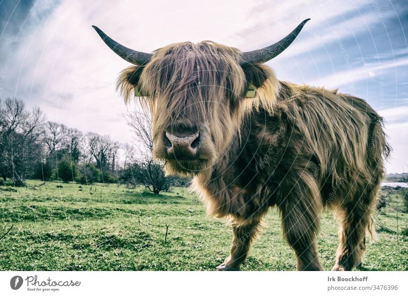 Scottish longhorn Beef Galloways Scotland Exterior shot Colour photo Nature Animal Cow Deserted Landscape Animal portrait Brown Grass Farm animal Sky