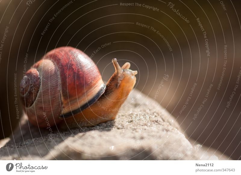 Slow but steady... Environment Nature Animal Snail 1 Running Going Small Slimy Brown Colour photo Exterior shot Close-up Detail Macro (Extreme close-up)