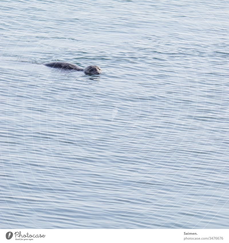 timid curiosity Sea lion seal Animal portrait Ocean ocean Waves Water Living thing Nature Coast Exterior shot Colour photo Mammal Blue Wild animal Environment