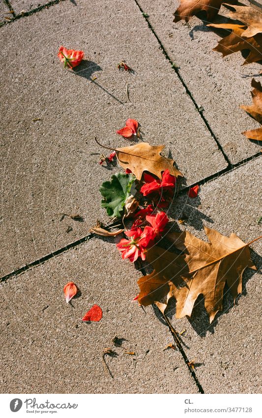 leaves on the floor Leaf Ground Autumn Autumnal Exterior shot Nature Colour photo Deserted Brown Red Blossom Seasons To fall plan Autumn leaves off