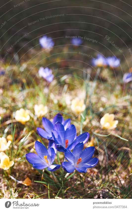 Crocuses wildflowers blooming at the beginning of spring awakening of spring crocus blue park change floral beauty violet garden nature close early pretty