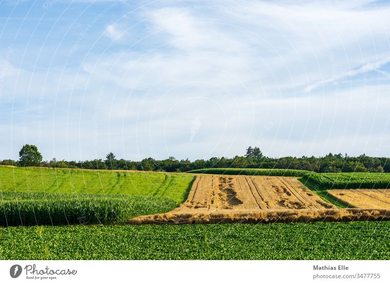 Wheat field in late summer Stubble field Wheatfield Rural Environment trees Green Agricultural crop Plant Horizon Far-off places Ear of corn Barley