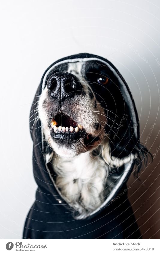 Funny dog in black hoodie pet home concept floor lying funny animal cute domestic canine english setter garment apparel happy rest relax adorable purebred