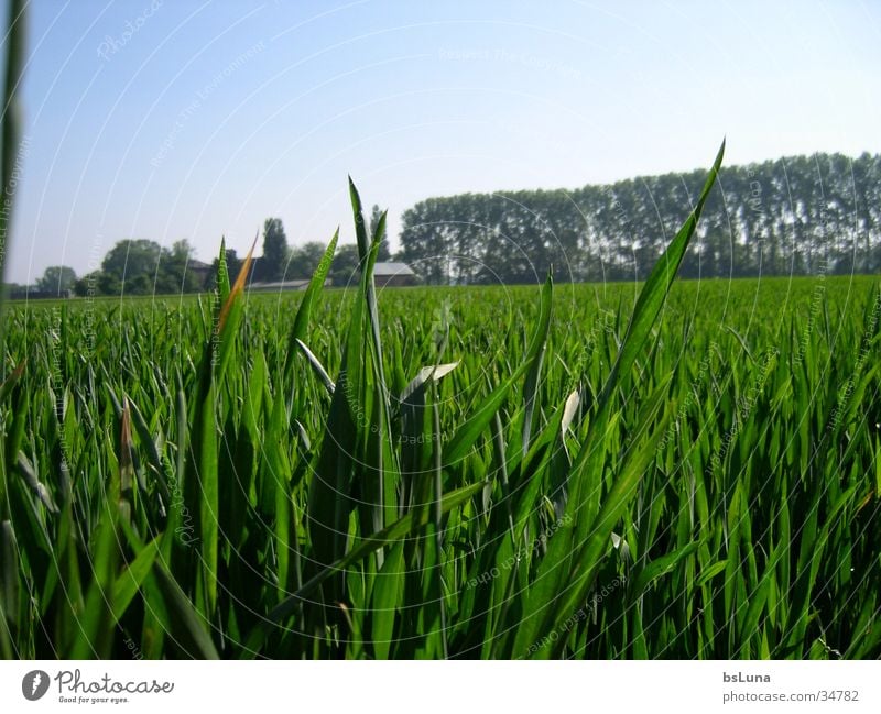 Eschmarer Mill Field Grass Green Tree Grain Nature Landscape floodplain dustbin Sky