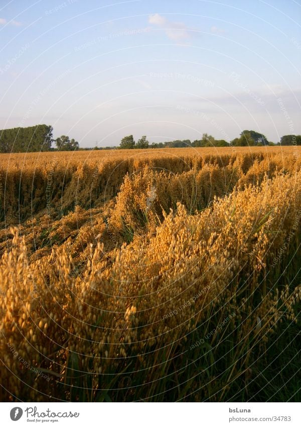 dustbin Field Tree Green Sunset Mood lighting Grain Cornfield Sky Gold Nature Landscape Moody