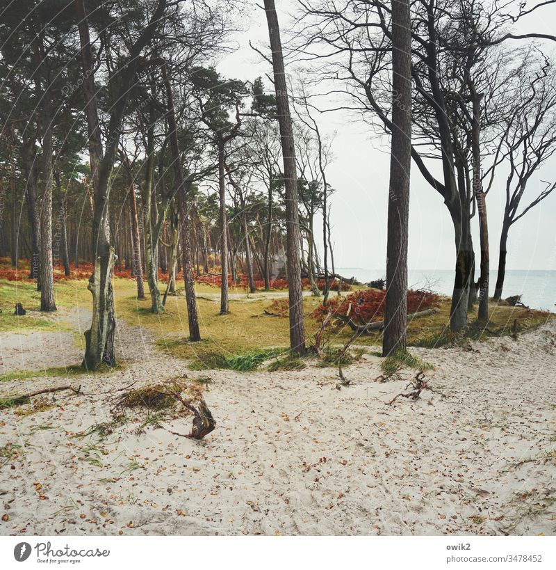 Sandbox Darss Beach Baltic Sea Coast Ocean Sky Nature Water Colour Western Beach Fischland-Darss-Zingst trees Cloudless sky