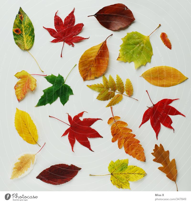 Colourful collection Autumn Leaf Multicoloured Autumn leaves Autumnal Collection Oak leaf Beech leaf Maple leaf Rowan tree leaf Early fall Autumnal colours