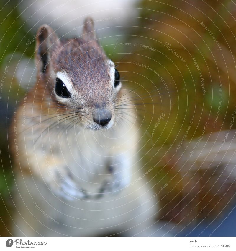 Portait of a chipmunk croissant Eastern American Chipmunk Animal Rodent 1 Eyes Animal portrait Canada Cute Feeding Pelt