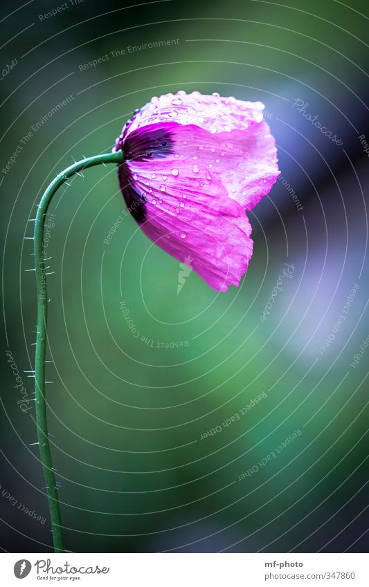 Pink Poppy Environment Nature Plant Flower Corn poppy Garden Meadow Blue Green Colour photo Exterior shot Deserted