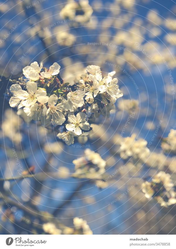 cherry picking spring Nature tree bleed Cherry Growth Life Environment already blossom Plant Blossoming Colour photo Spring fever Fragrance Cherry blossom