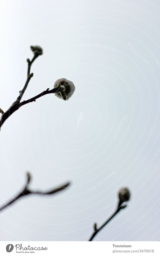 Magnolia on the move magnolia Magnolia tree Spring Plant Nature Colour photo Sky Blue Black