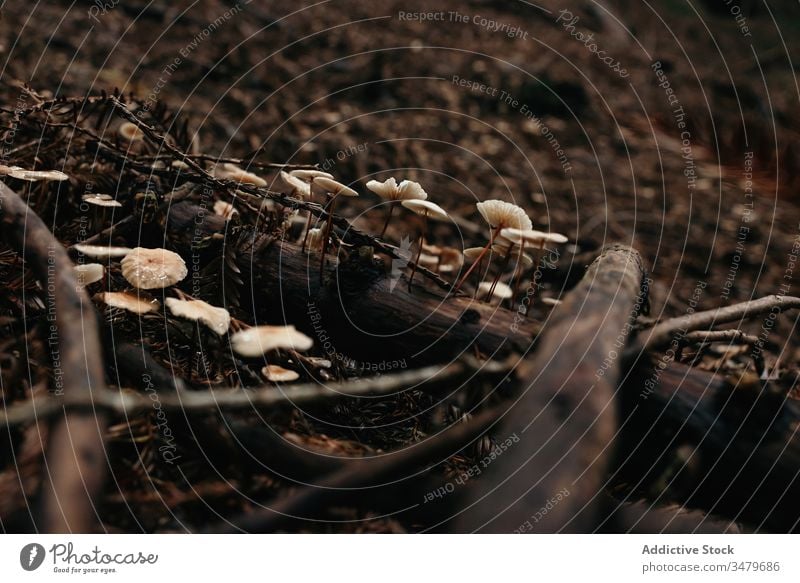 Small mushrooms growing on dirt grass nature forest ground autumn natural toxic poison botanical plant botany foliage fungus vegetation horizontal copy space