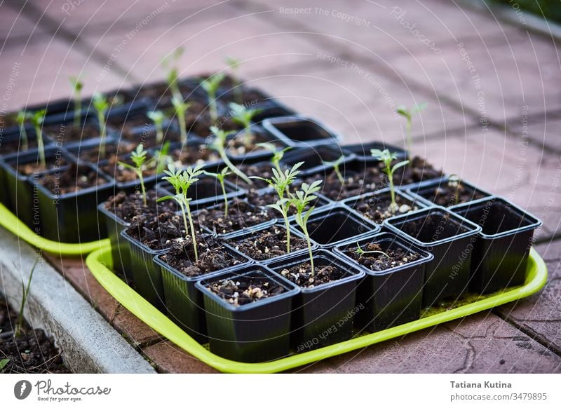 seedlings of flowers in pots on a tray. botany gardening growing plastic soil spring cultivate fragile hobby sprout young plants bedding plants botanical