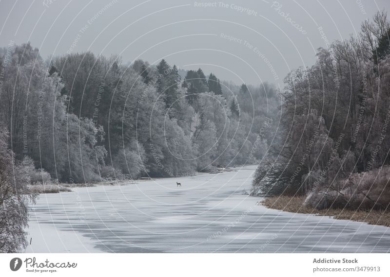 Winter landscape with forest and river winter snow cold frost cloudy nature tranquil tree animal frozen countryside wild remote season white environment calm