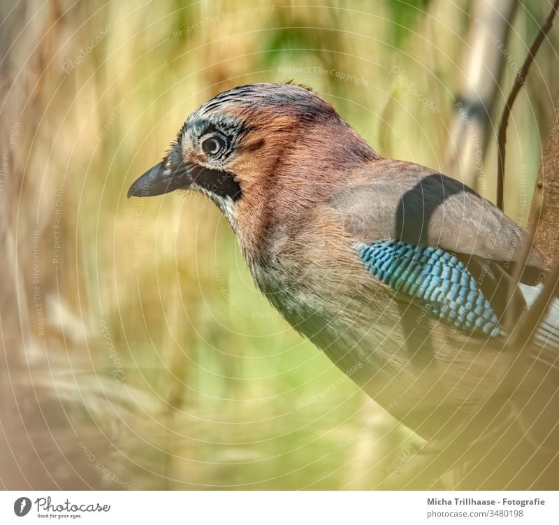 Jay in the sunshine Garrulus glandarius Head Beak Eyes Feather Plumed Grand piano Animal face Bird Claw Wild animal Beautiful weather Sunlight Nature Looking