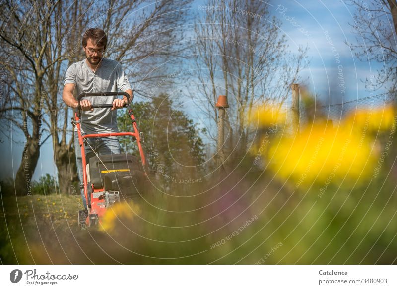 A young man mows the lawn in beautiful spring weather, in the foreground the dandelion fears for its life Lawnmower Mow the lawn Young man Spring Dandelion Weed