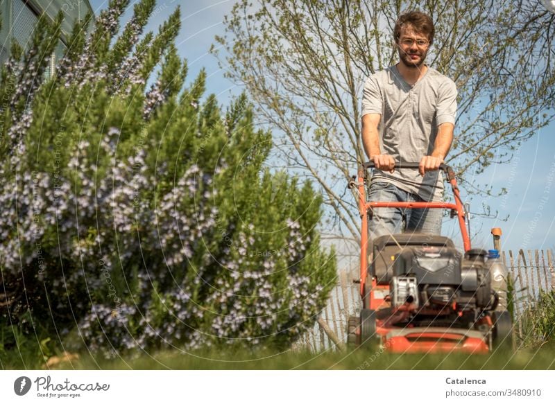 The young man is mowing the lawn in the best spring weather, rosemary is blooming on the left side of the picture. cut grass Worm's-eye view Grass Garden Nature