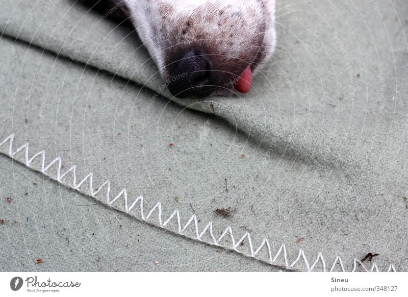 snout Summer Beautiful weather Animal Pet Dog Animal face Snout Nose Tongue 1 Blanket Relaxation Lie Sleep Wet Cute Gray Pink Contentment Safety (feeling of)