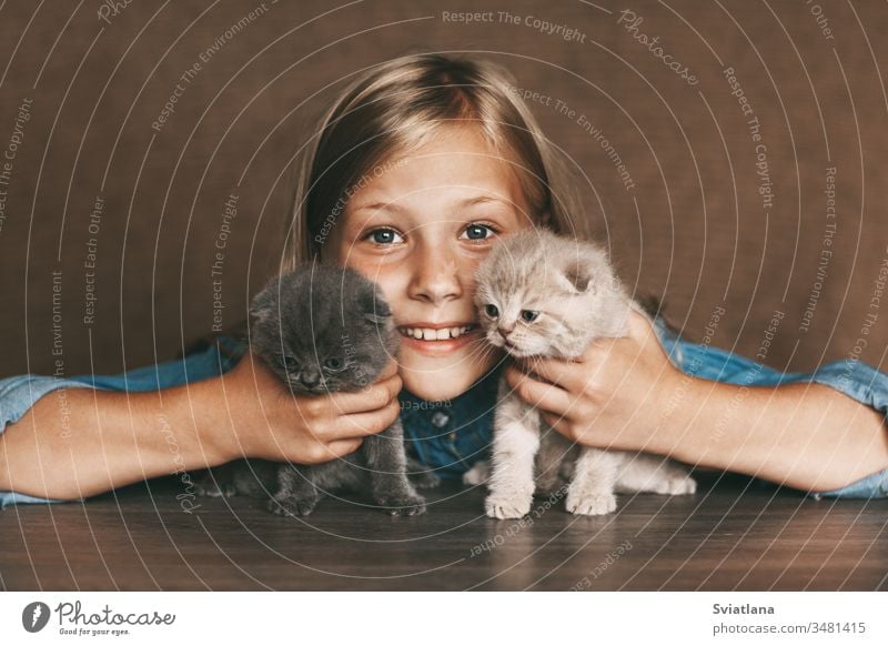 The child holds beautiful British kittens of different colors in the hands of lifestyle little white closeup health caucasian kid home healthy woman table