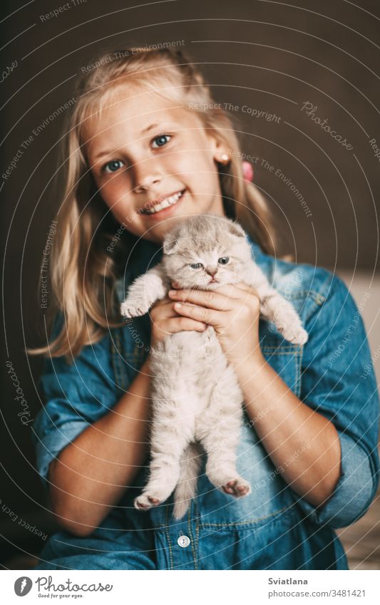 Girl hugs and plays a british little kitten beautiful portrait person female cheerful smile happiness caucasian white hair holding woman beauty adorable