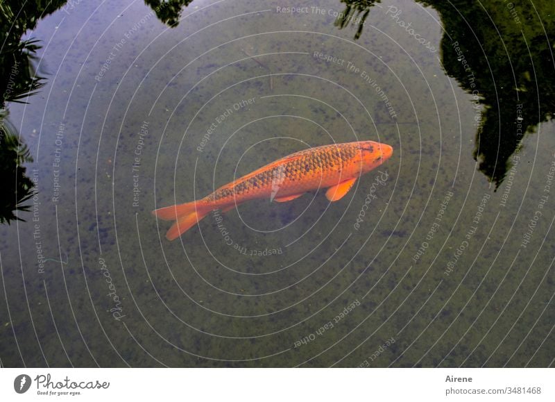 Noi, the ish Koi Karpfa Fish Carp Goldfish Ornamental fish Red Lonely Fishpond Pond Fish breeding Animal Flake Swimming & Bathing Water Beautiful spot of colour