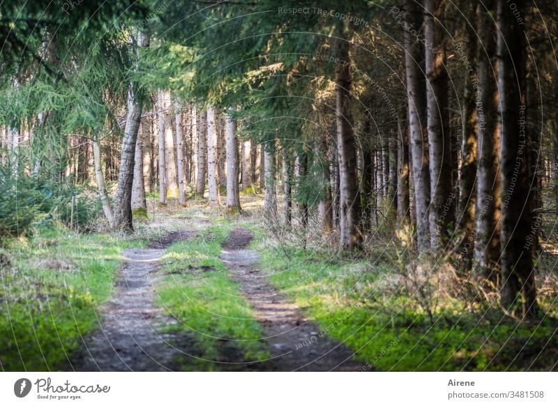 alone under spruces Forest Coniferous forest forest path Forest road Forestry conifers fir branches firs Draw path Skid marks Woodground Sunlight golden Green